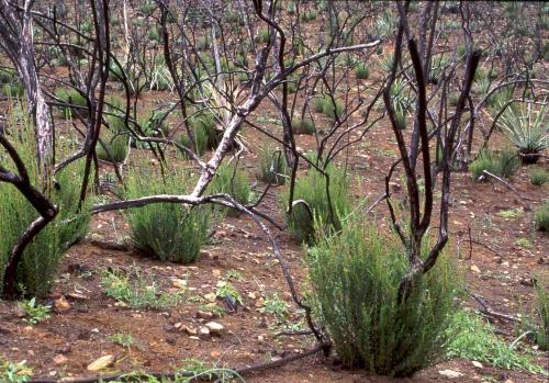 Photo of chamise resprouting after fire