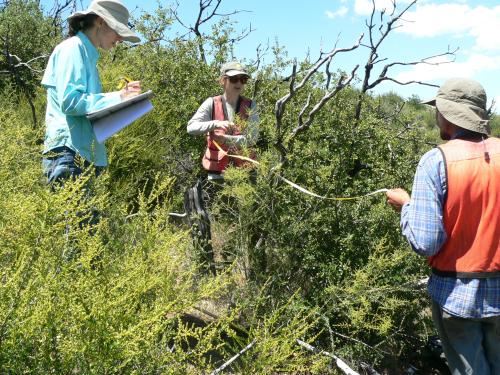 Three researchers measuring chaparral shrubs